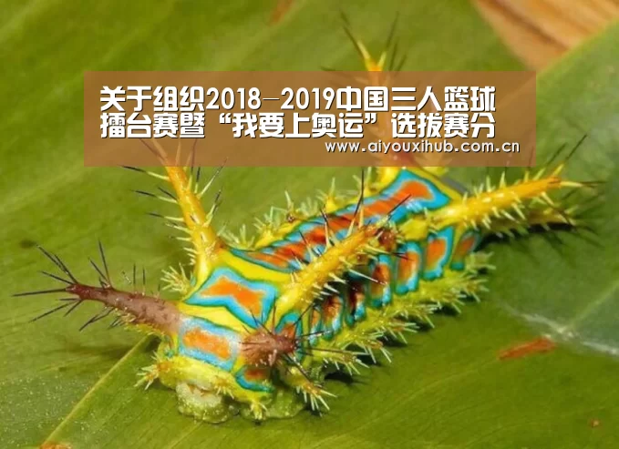 关于组织2018-2019中国三人篮球擂台赛暨“我要上奥运”选拔赛分区赛的函-爱游戏app(图2) 爱游戏官网
